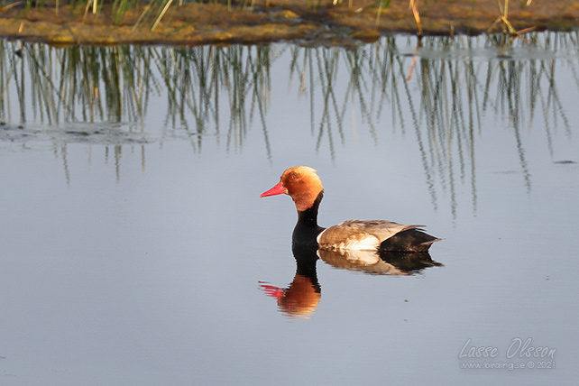 RÖDHUVAD DYKAND / RED-CRESTED POCHARD (Netta rufina) - stor bild / full size