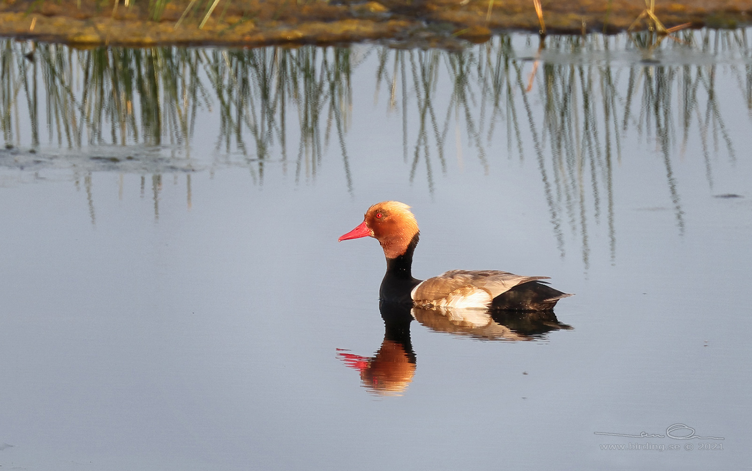 RDHUVAD DYKAND / RED-CRESTED POCHARD (Netta rufina) - Stng / Close