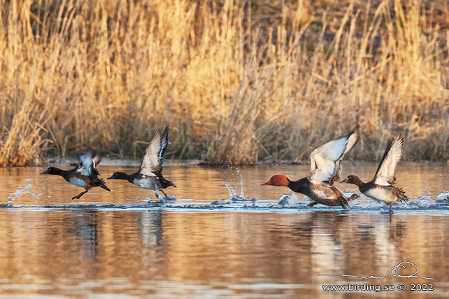 RÖDHUVAD DYKAND / RED-CRESTED POCHARD (Netta rufina) - stor bild / full size