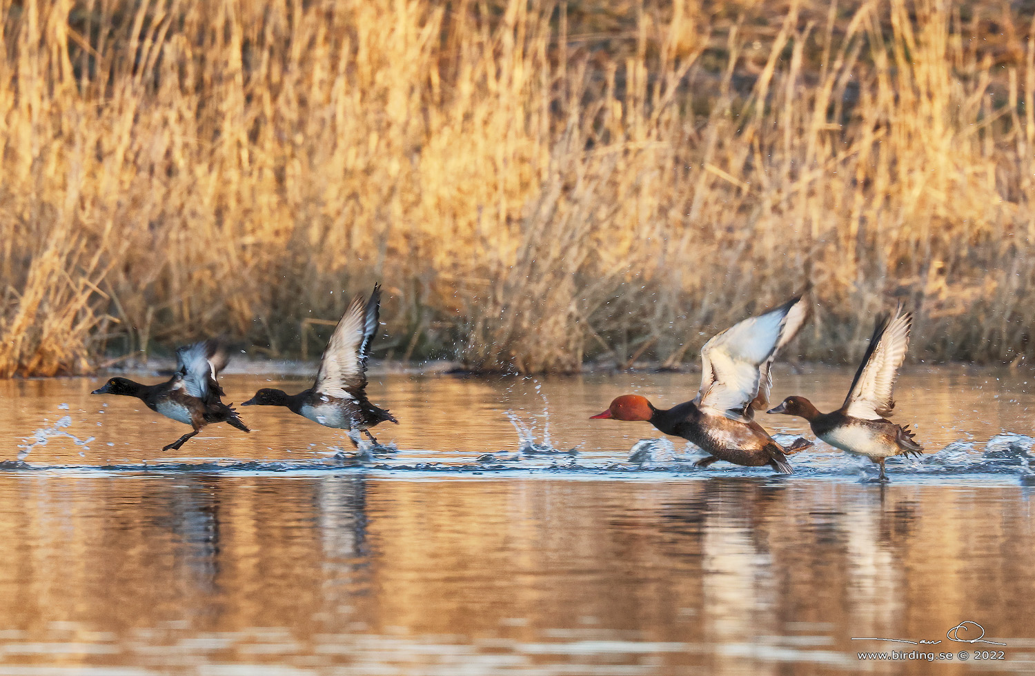 RDHUVAD DYKAND / RED-CRESTED POCHARD (Netta rufina) - Stng / Close