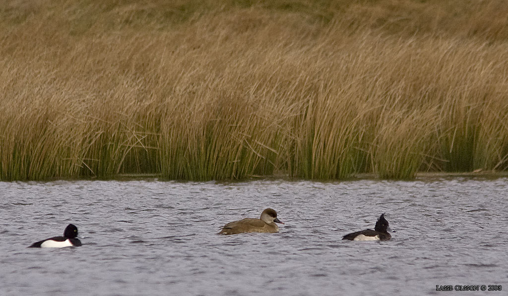 RDHUVAD DYKAND / RED-CRESTED POCHARD (Netta rufina) - Stng / Close