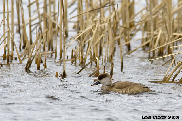 RDHUVAD DYKAND / RED-CRESTED POCHARD (Netta rufina) - stor bild / full size