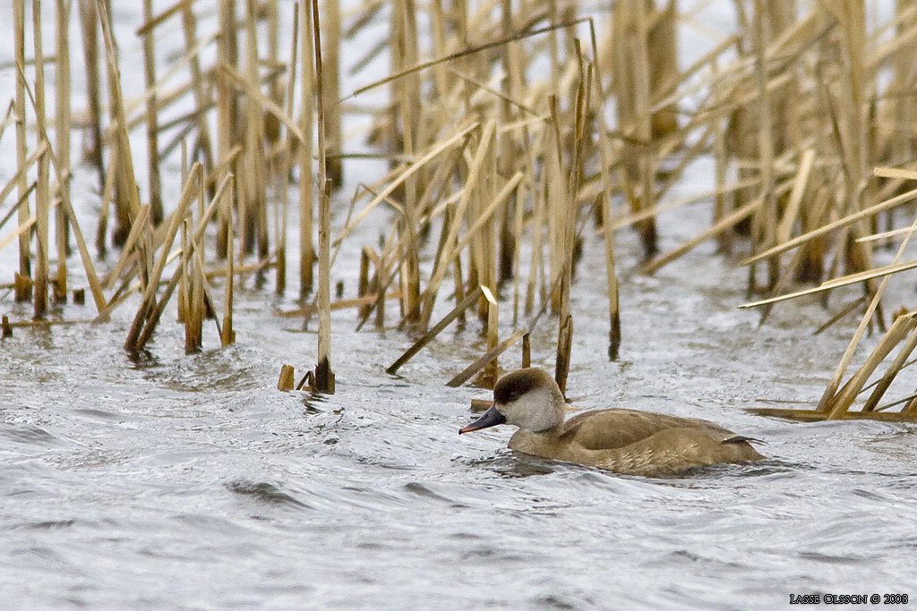 RDHUVAD DYKAND / RED-CRESTED POCHARD (Netta rufina) - Stng / Close