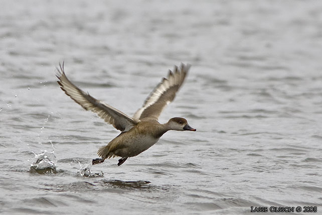 RDHUVAD DYKAND / RED-CRESTED POCHARD (Netta rufina) - stor bild / full size