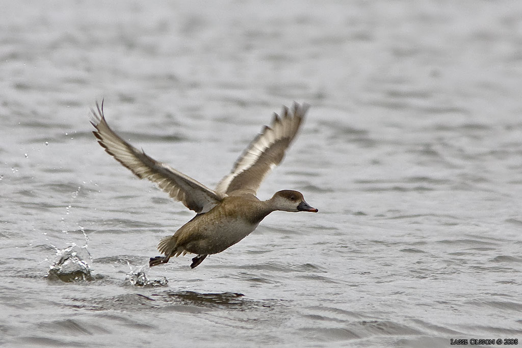 RDHUVAD DYKAND / RED-CRESTED POCHARD (Netta rufina) - Stng / Close