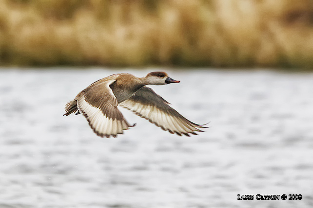 RDHUVAD DYKAND / RED-CRESTED POCHARD (Netta rufina) - stor bild / full size