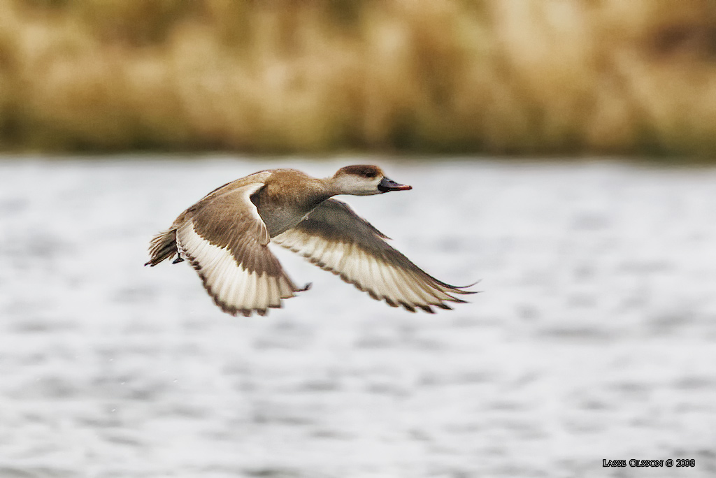 RDHUVAD DYKAND / RED-CRESTED POCHARD (Netta rufina) - Stng / Close