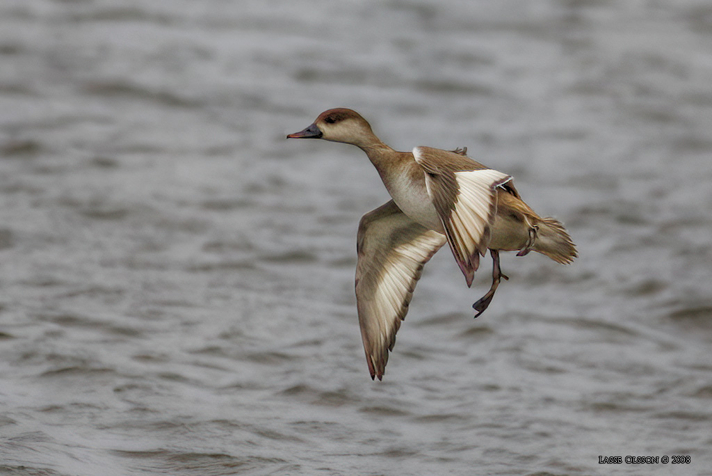 RDHUVAD DYKAND / RED-CRESTED POCHARD (Netta rufina) - Stng / Close