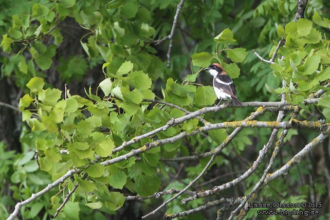 RDHUVAD TRNSKATA / WOODCHAT SHRIKE (Lanius senator) - stor bild / full size