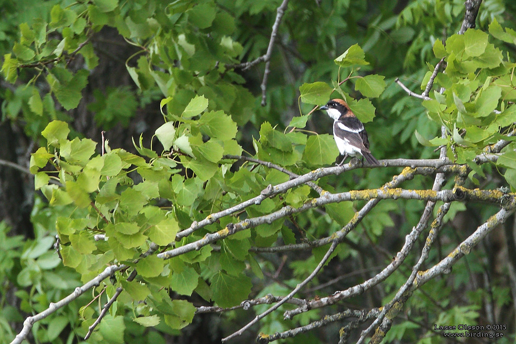 RDHUVAD TRNSKATA / WOODCHAT SHRIKE (Lanius senator) - stg / close
