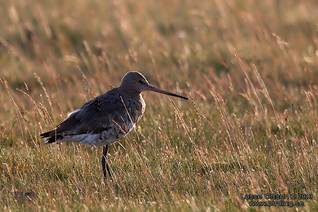 RDSPOV / BLACK-TAILED GODWIT (Limosa limosa) - STOR BILD / FULL SIZE