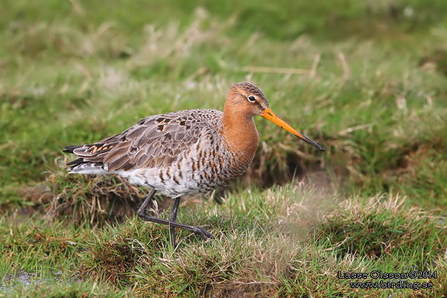 RÖDSPOV / BLACK-TAILED GODWIT (Limosa limosa) - STOR BILD / FULL SIZE