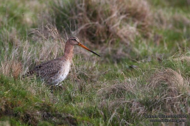 RÖDSPOV / BLACK-TAILED GODWIT (Limosa limosa) - STOR BILD / FULL SIZE