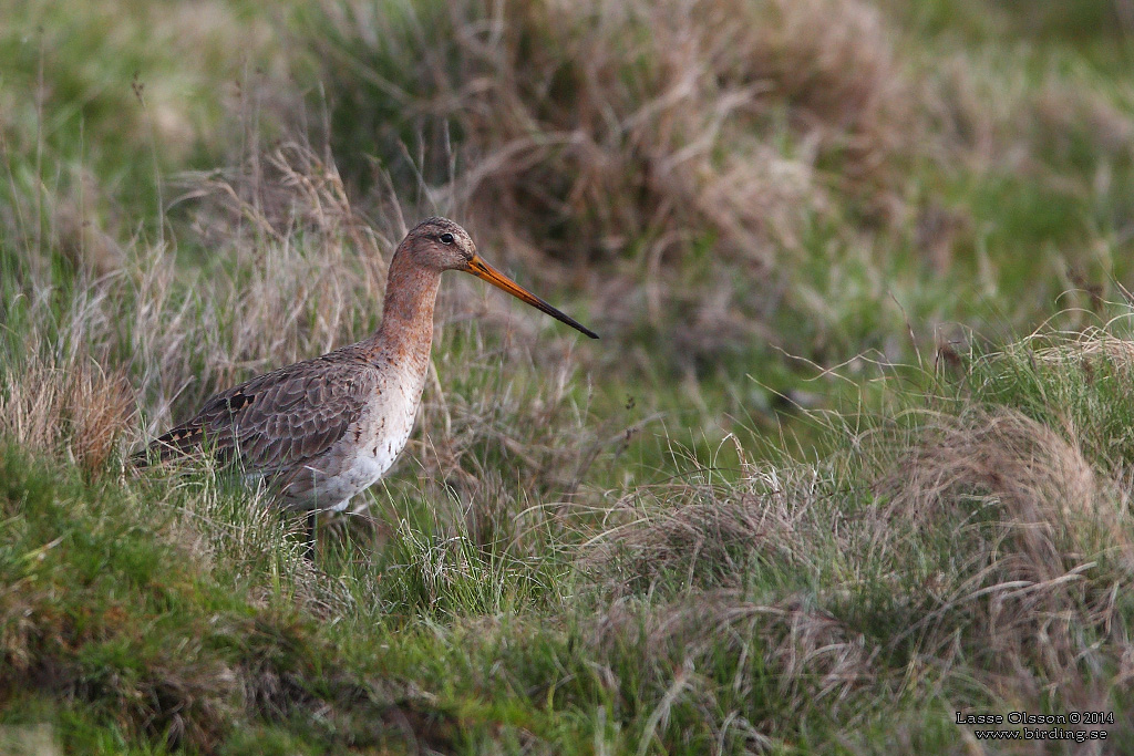 RDSPOV / BLACK-TAILED GODWIT (Limosa limosa) - Stng / Close