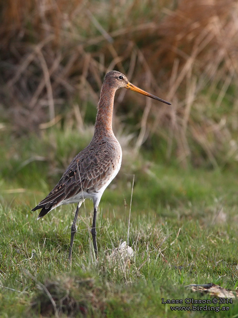 RÖDSPOV / BLACK-TAILED GODWIT (Limosa limosa) - STOR BILD / FULL SIZE