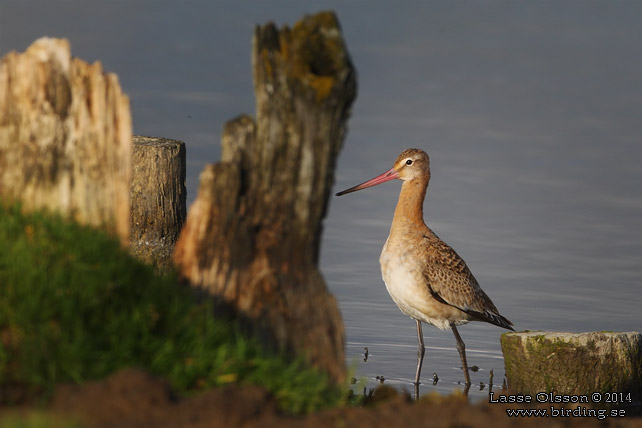 RÖDSPOV / BLACK-TAILED GODWIT (Limosa limosa) - STOR BILD / FULL SIZE