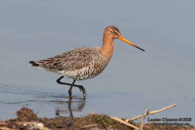 RÖDSPOV / BLACK-TAILED GODWIT (Limosa limosa) - STOR BILD / FULL SIZE