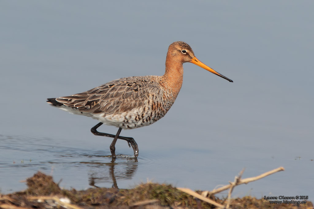 RDSPOV / BLACK-TAILED GODWIT (Limosa limosa) - Stng / Close