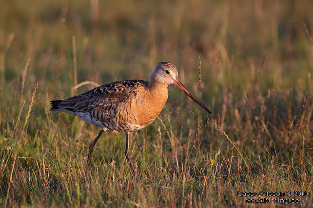 RDSPOV / BLACK-TAILED GODWIT (Limosa limosa) - STOR BILD / FULL SIZE