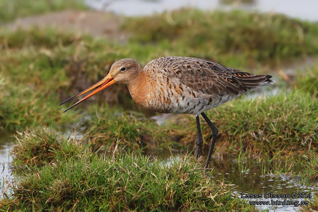 RÖDSPOV / BLACK-TAILED GODWIT (Limosa limosa) - STOR BILD / FULL SIZE