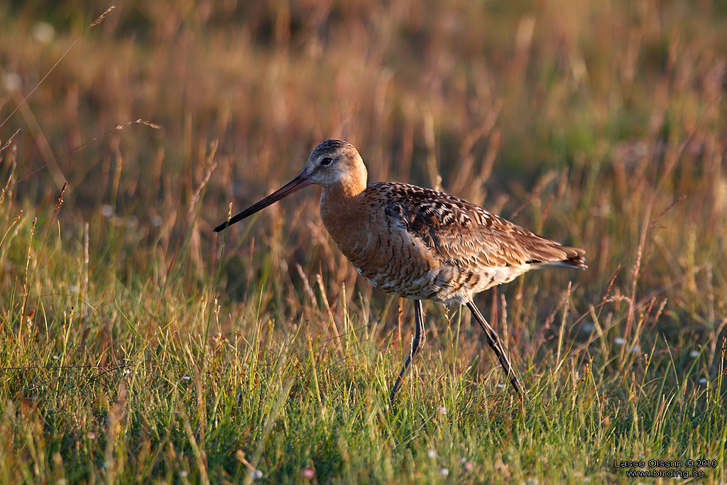 RDSPOV / BLACK-TAILED GODWIT (Limosa limosa) - Stng / Close