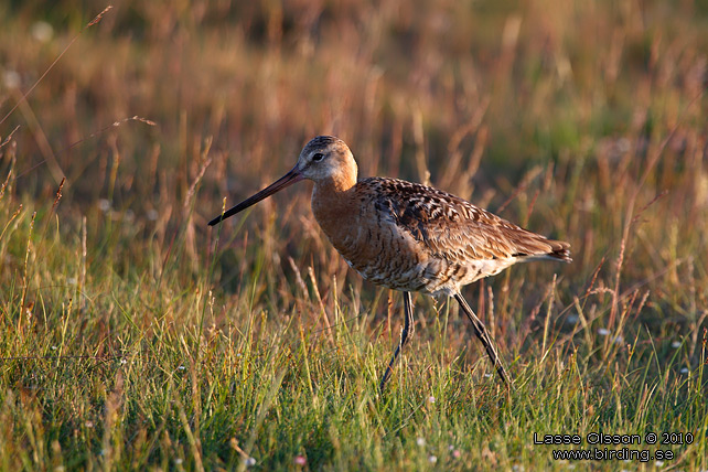 RDSPOV / BLACK-TAILED GODWIT (Limosa limosa) - STOR BILD / FULL SIZE