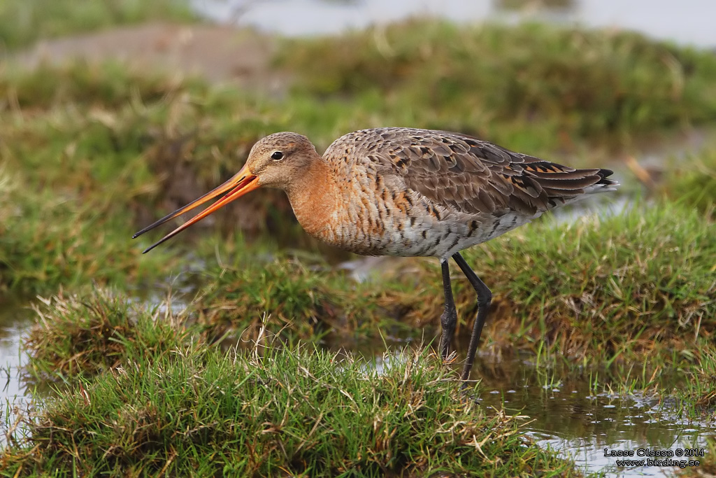 RDSPOV / BLACK-TAILED GODWIT (Limosa limosa) - Stng / Close