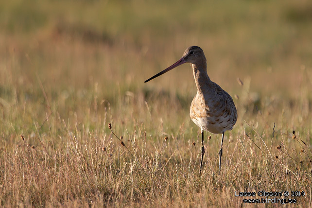 RDSPOV / BLACK-TAILED GODWIT (Limosa limosa) - STOR BILD / FULL SIZE