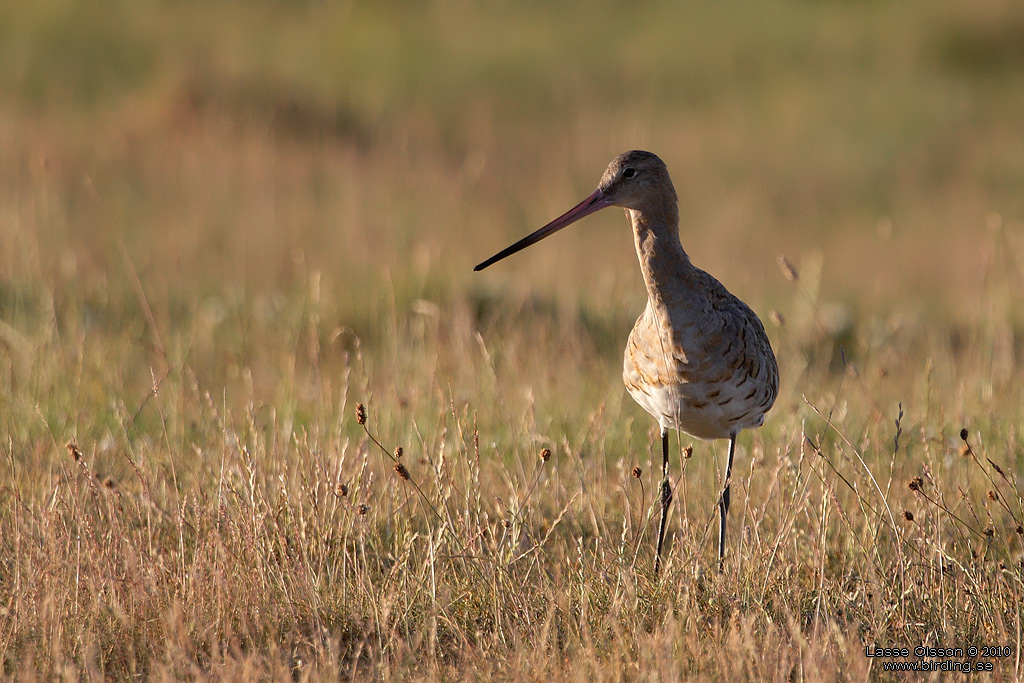 RDSPOV / BLACK-TAILED GODWIT (Limosa limosa) - Stng / Close