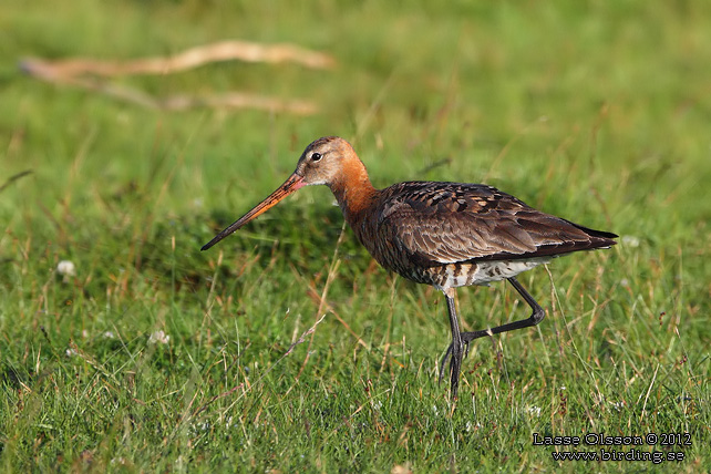 RÖDSPOV / BLACK-TAILED GODWIT (Limosa limosa) - STOR BILD / FULL SIZE