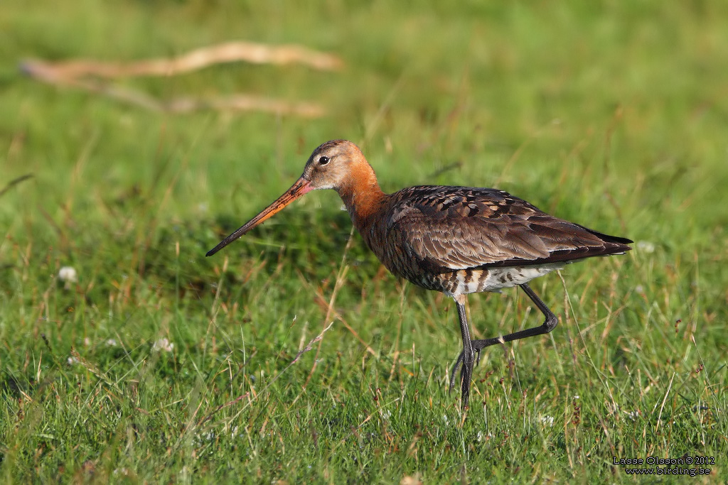 RDSPOV / BLACK-TAILED GODWIT (Limosa limosa) - Stng / Close