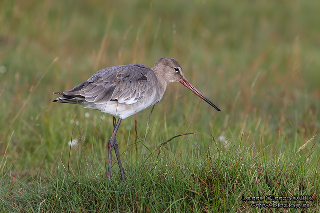 RÖDSPOV / BLACK-TAILED GODWIT (Limosa limosa) - STOR BILD / FULL SIZE