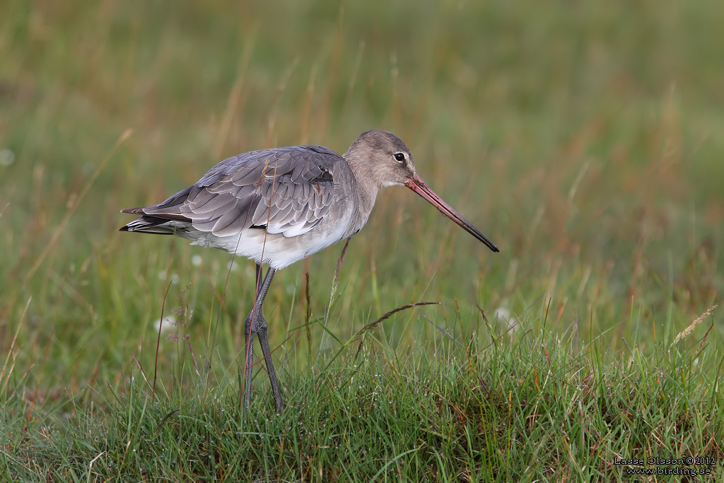 RDSPOV / BLACK-TAILED GODWIT (Limosa limosa) - Stng / Close