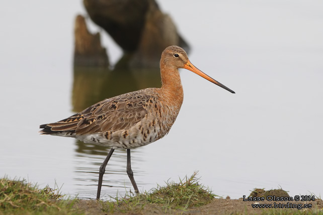 RÖDSPOV / BLACK-TAILED GODWIT (Limosa limosa) - STOR BILD / FULL SIZE