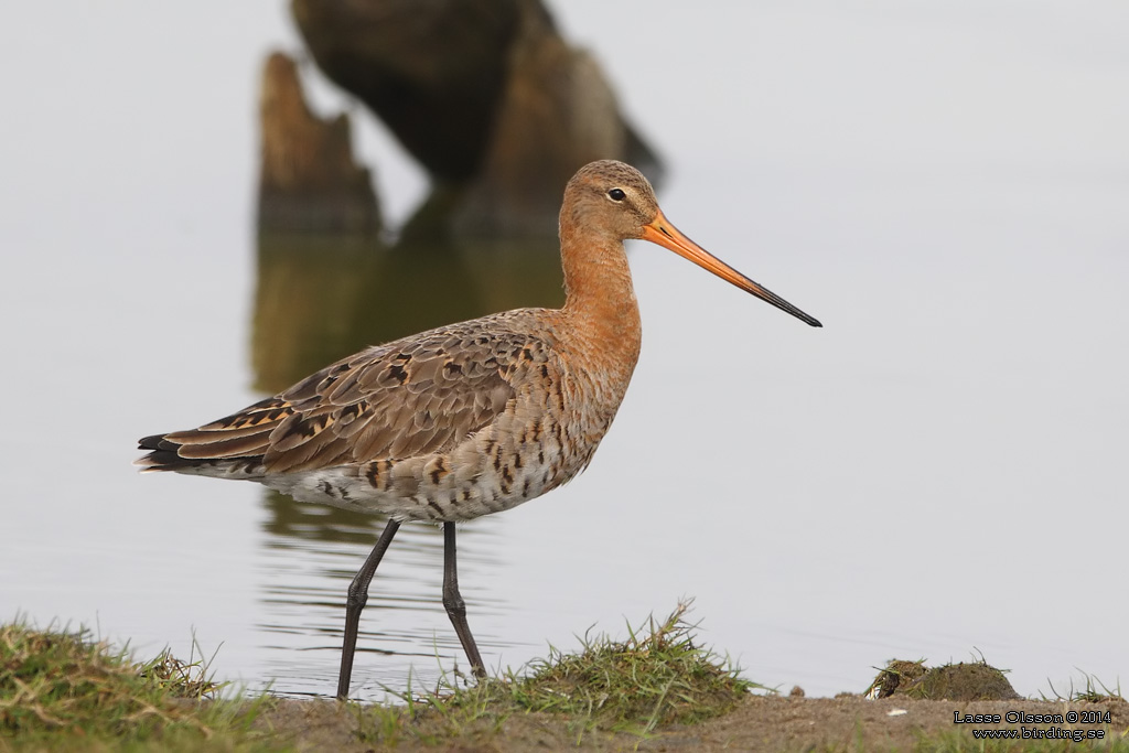 RDSPOV / BLACK-TAILED GODWIT (Limosa limosa) - Stng / Close