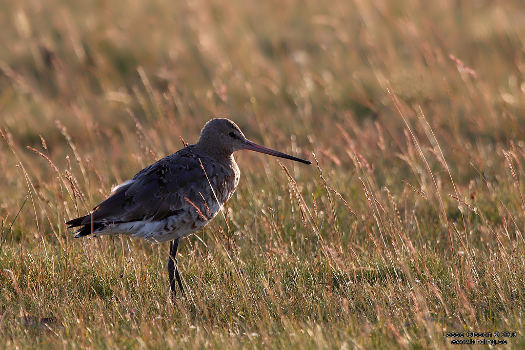 RDSPOV / BLACK-TAILED GODWIT (Limosa limosa) - Stng / Close