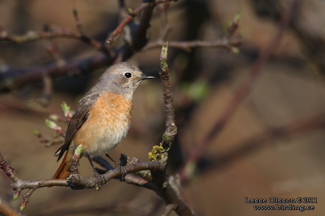 RÖDSTJÄRT / COMMON REDSTART (Phoenicurus phoenicurus) - STOR BILD / FULL SIZE