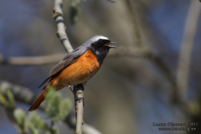 RDSTJRT / COMMON REDSTART (Phoenicurus phoenicurus) - STOR BILD / FULL SIZE