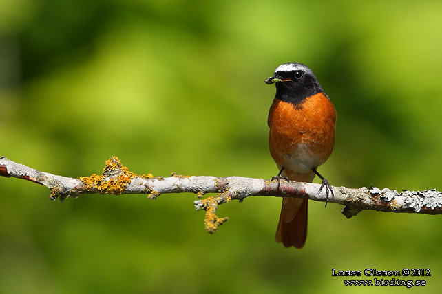 RÖDSTJÄRT / COMMON REDSTART (Phoenicurus phoenicurus) - STOR BILD / FULL SIZE