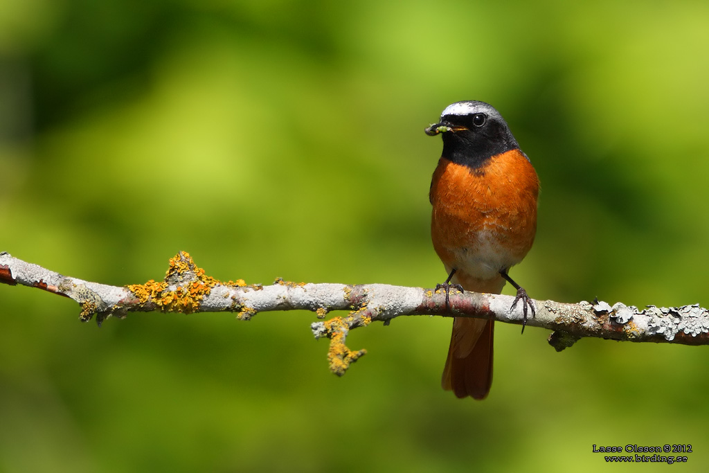 RDSTJRT / COMMON REDSTART (Phoenicurus phoenicurus) - Stng / Close