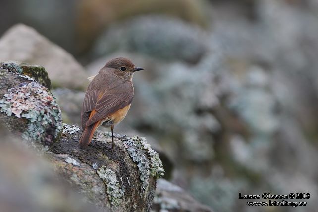 RÖDSTJÄRT / COMMON REDSTART (Phoenicurus phoenicurus) - STOR BILD / FULL SIZE