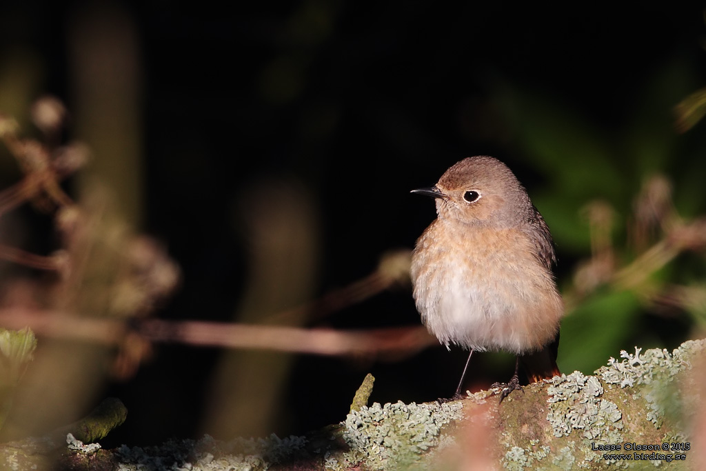 RDSTJRT / COMMON REDSTART (Phoenicurus phoenicurus) - Stng / Close