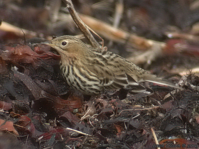 RDSTRUPIG PIPLRKA / RED-THROATED PIPIT (Anthus cervinus)