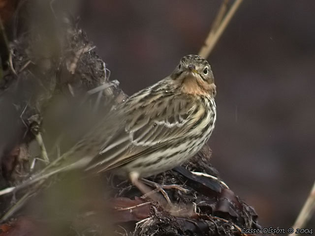 RDSTRUPIG PIPLRKA / RED-THROATED PIPIT (Anthus cervinus)