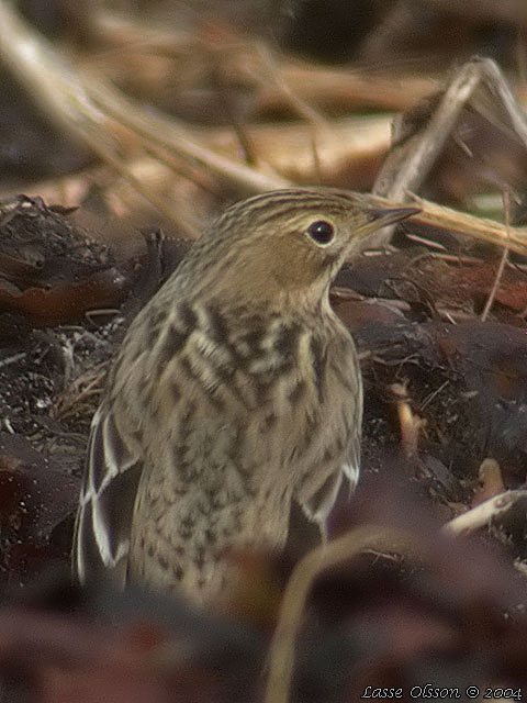 RDSTRUPIG PIPLRKA / RED-THROATED PIPIT (Anthus cervinus)