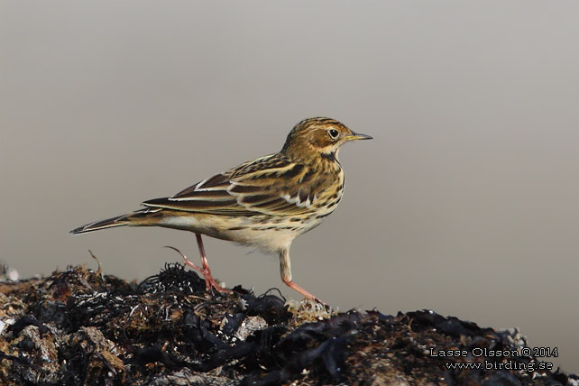 RÖDSTRUPIG PIPLÄRKA / RED-THROATED PIPIT (Anthus cervinus)