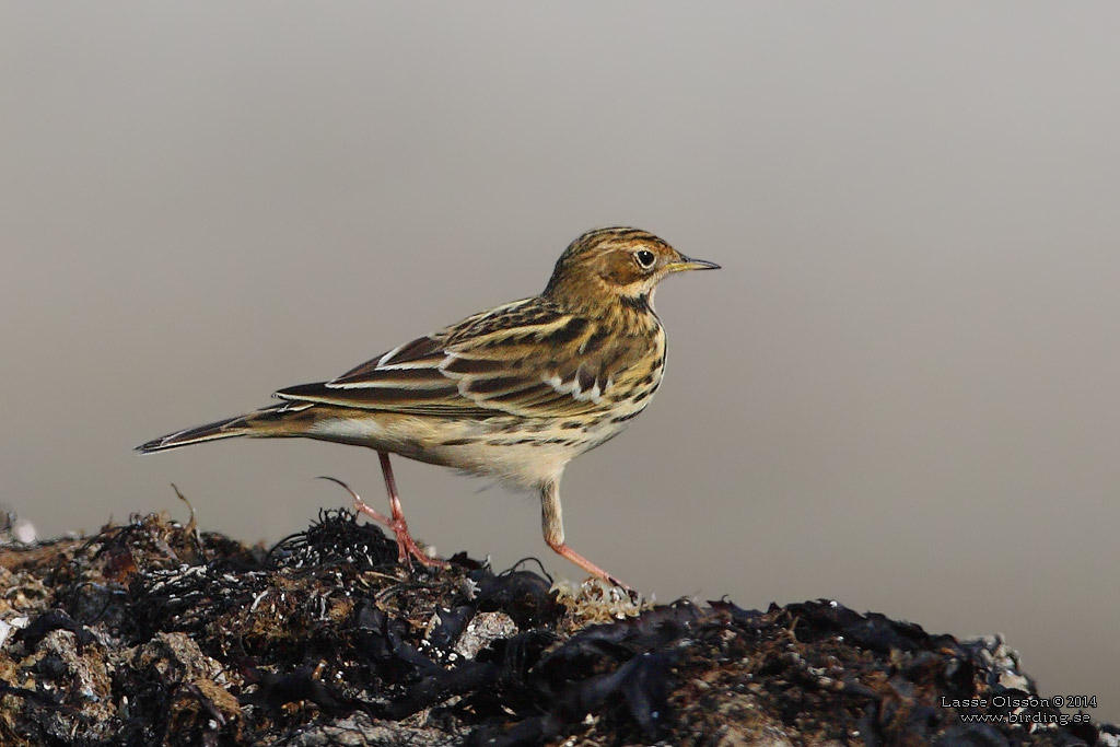 RDSTRUPIG PIPLRKA / RED-THROATED PIPIT (Anthus cervinus) - Stng / Close