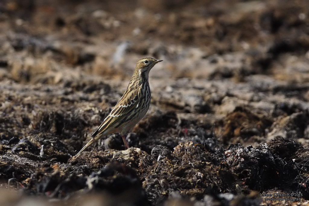 RDSTRUPIG PIPLRKA / RED-THROATED PIPIT (Anthus cervinus) - Stng / Close