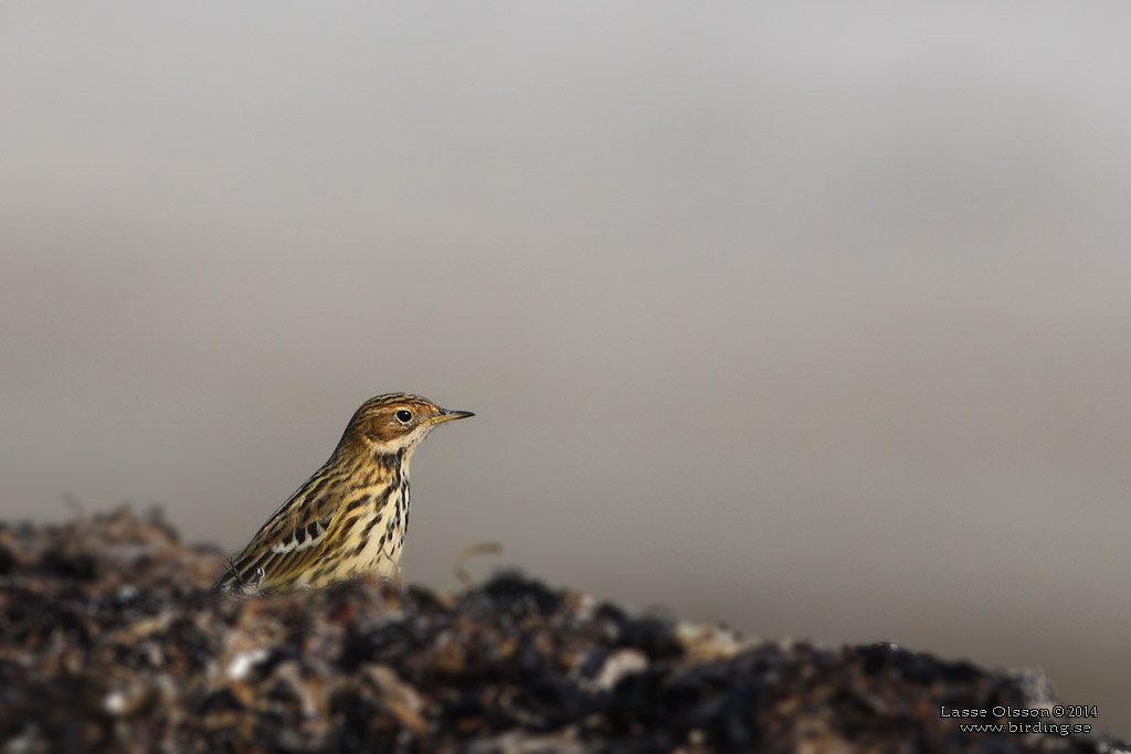 RDSTRUPIG PIPLRKA / RED-THROATED PIPIT (Anthus cervinus) - Stng / Close