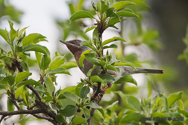 RÖDSTRUPIG SÅNGARE / EASTERN EASTERN SUBALPINE WARBLER (Curruca cantillans)